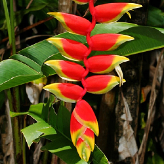 Hybrid Heliconia Rostrata Flowering Plants