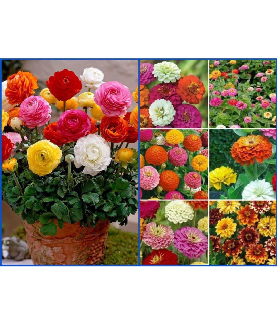 homeagro - Combo of Ranunculus Asiaticus Flower ( 50 Seeds ) and Zinnia Flower ( 25 Seeds )