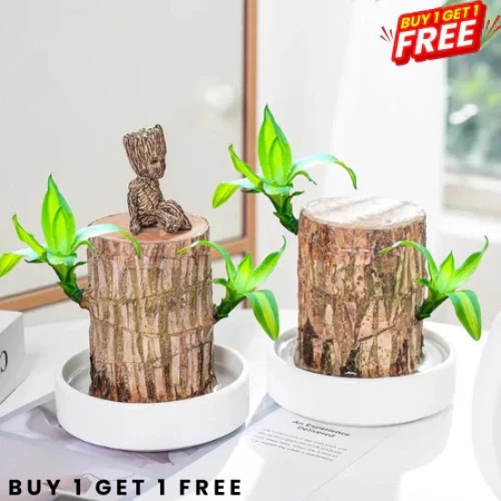 Brazilian Lucky Wood Plant | ???? BUY 1 GET 2 FREE