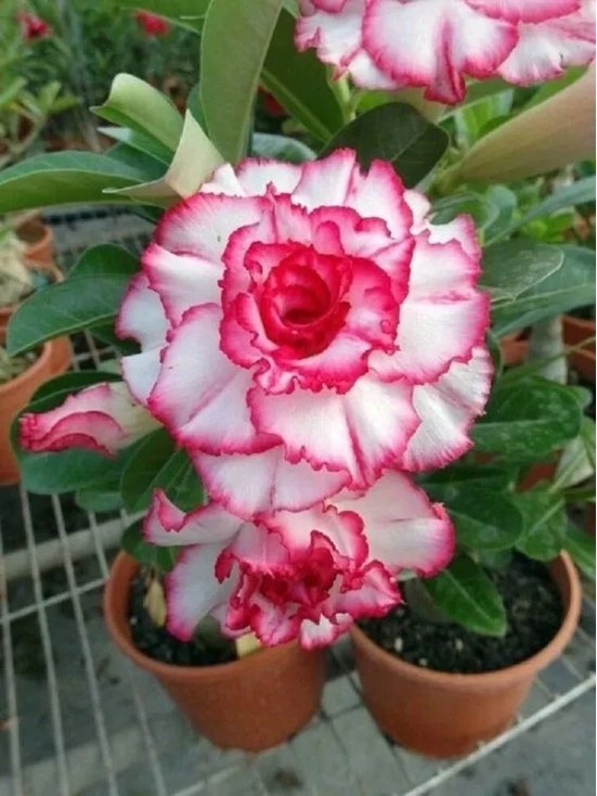 Rose Variety Adenum Flower Plant For Home Garden