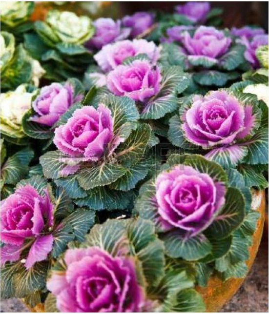 Flower Seeds : Curled Kitchen Kale Home Garden Balcony Flower Seeds Planting Seeds (Plants Garden Seeds) Garden Plant Seeds By OhhSome