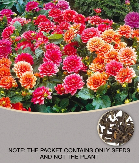 homeagro - Dahlia Mixed Flower ( 25 Seeds )