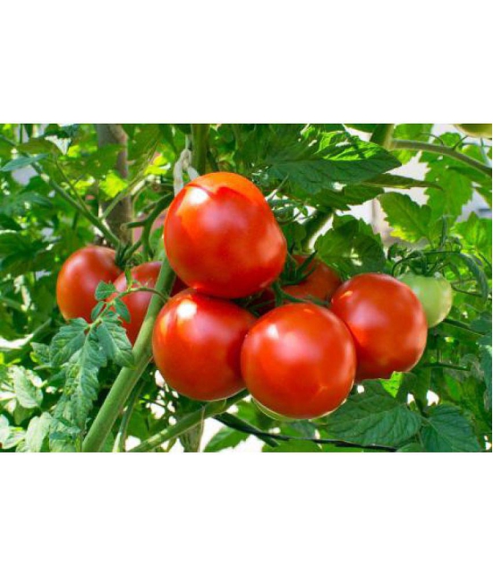 Tomato hybrid 100 seeds high germination seeds with instruction manual