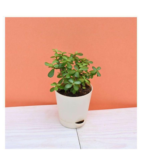 UGAOO Good Luck Jade Indoor Plant with Self Watering Pot