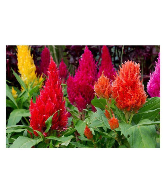 Planthub Cockscomb Flower Seed, Dwarf Mixed Multicolour, Pack of 60 Seeds.