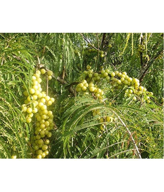 Amla/Indian Gooseberry/Emblica Officinalis Tree Seeds (20 Seeds)