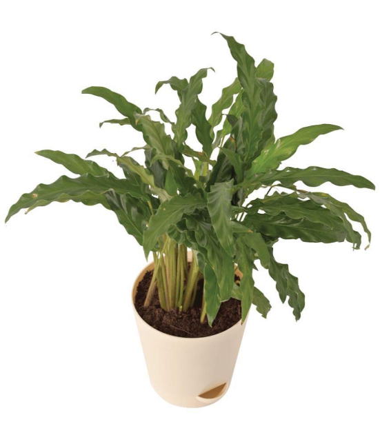 UGAOO Calathea Rufibarba Natural Live Indoor Plant - Medium