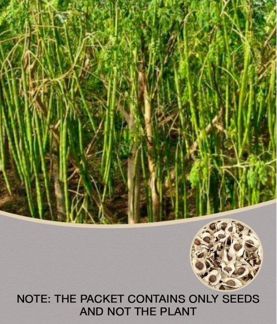 ORGANIC Moringa Seeds ODC3 Variety Hybrid Drumstick Seeds 15 (Saijan ki Phalli,Saragavo)