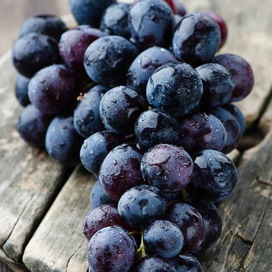 Exotic Black Grapes Fruit Plants