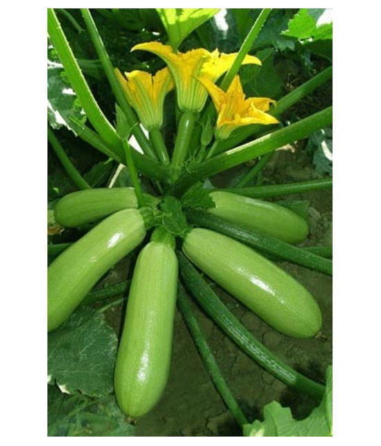 GARDEN High Yielding Hybrid Green Long Squash Seeds - Pack of 10 Seeds