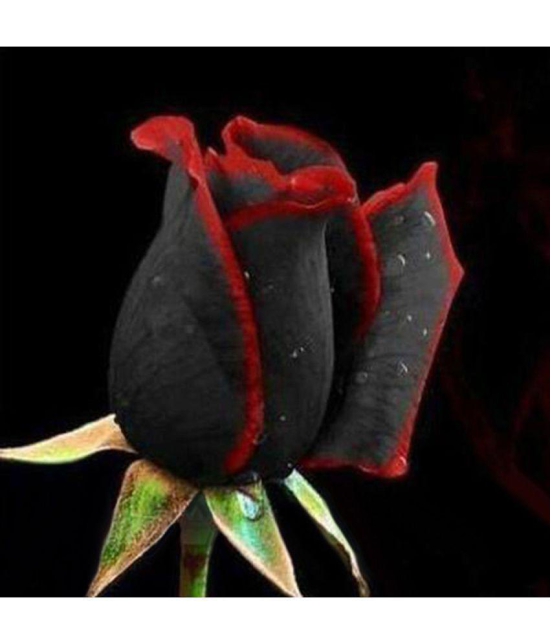 Rare Black Rose with Red Edge Seeds Home Garden Plant Flower Seed 20 seed