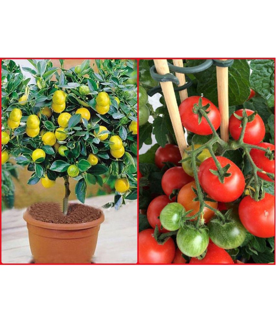 Homeagro Seeds Combo - lemon Seeds ( 20 seed ) and Hybrid Indian Tomato Vegetable ( 100 seed )