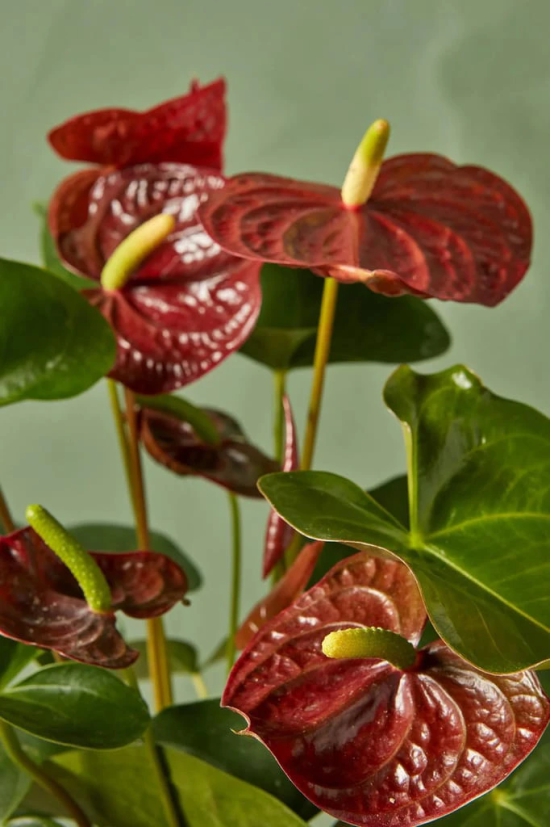 Brown Anthurium Plant