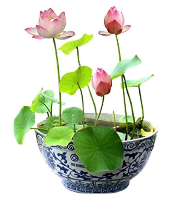 V Square Retail Beautiful Lotus Flower Seeds