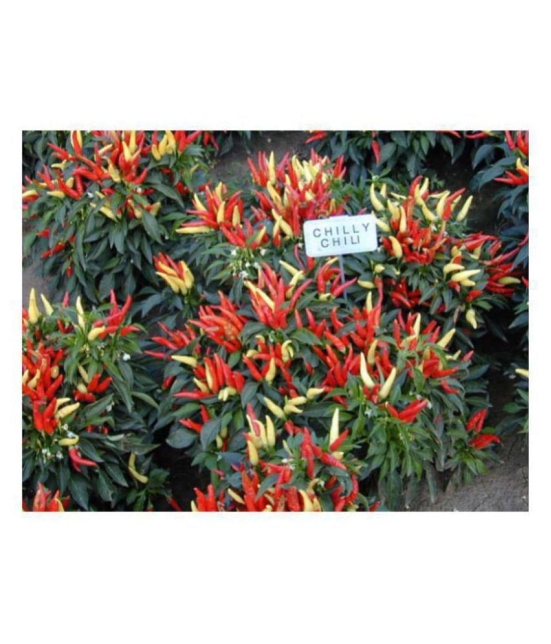 R-DRoz Ornamental Chilly Premium Seeds - Pack of 25 Exotic Seeds