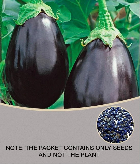 Round Brinjal (Bengan) Hybrid Seeds - Pack of 50 Seeds