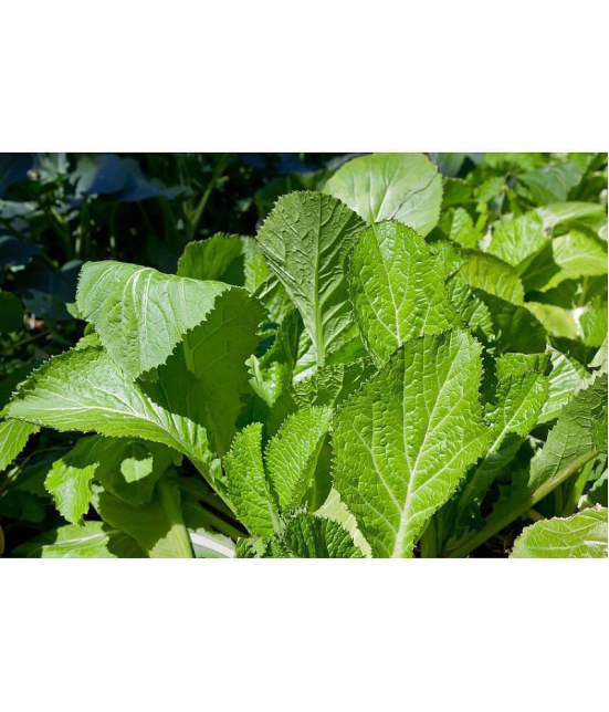 white mustard sarso 5 gram pack seeds pack with user manaul