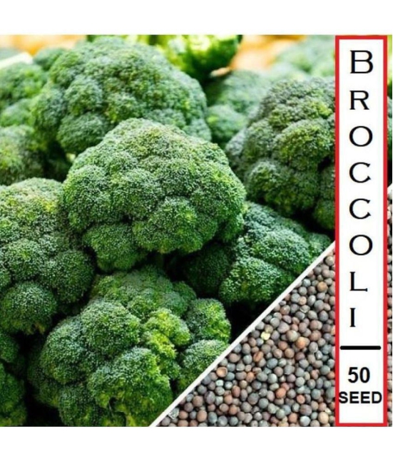 shivam organic seeds - Broccoli Vegetable ( 50 Seeds )