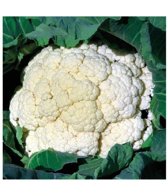 Vegetable Seeds Cauliflower (Gobhi )pack of 50 F1 Hybrid seeds