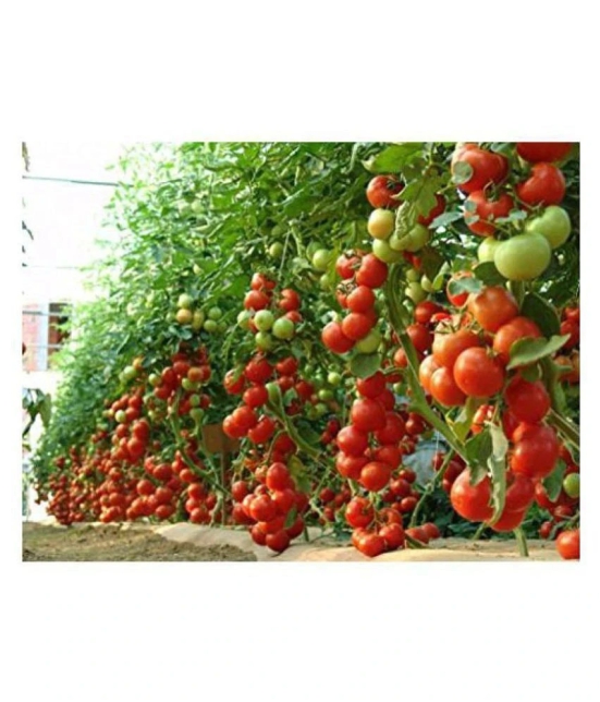 Hybrid Indian Tomato 100 Seeds Pack