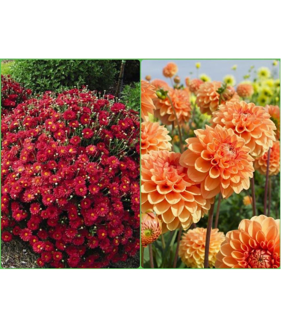 Homeagro Seeds Combo - Chrysanthemum Flower ( 50 seed ) and Dahlia Mixed Flower ( 25 Seeds )