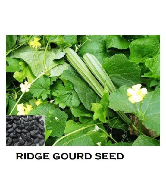 F1 Hybride Ridge GOURD Seed (15 seeds)