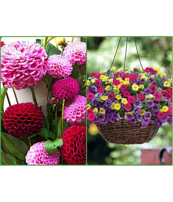 homeagro - Dahlia Mixed Flower ( 25 Seeds )