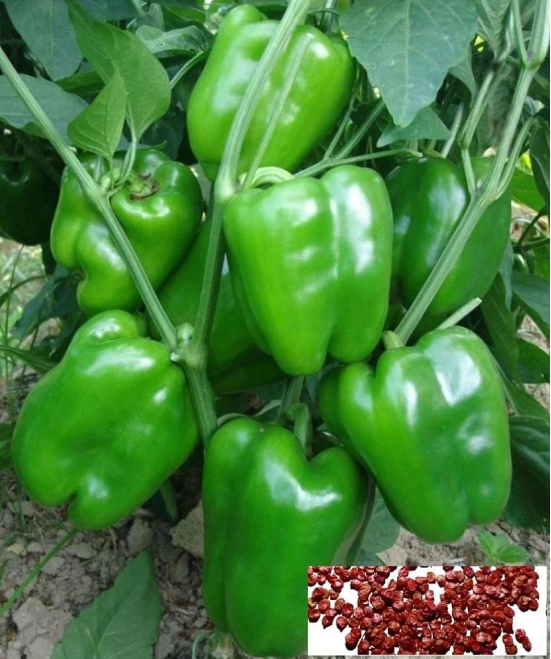 homeagro - Green Capsicum Vegetable ( 50 Seeds )