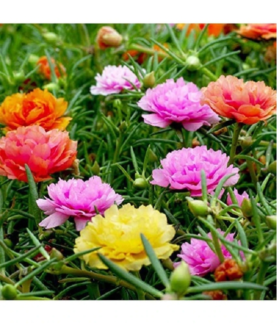 Portulaca mixed flower seeds (30 seeds)