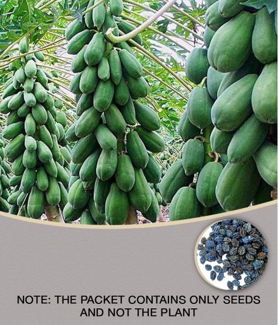 Thai Papaya Hybrid Variety Dwarf Fruit 50 Seeds Packet