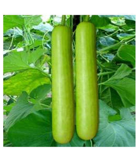 Bottle Gourd Seeds (10 seeds)