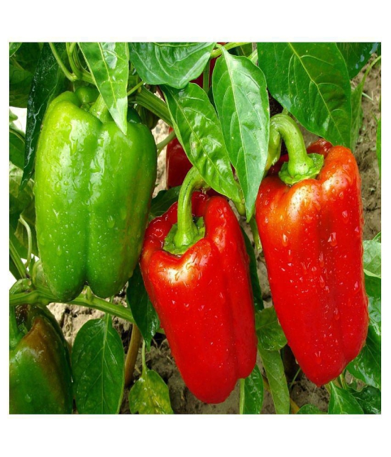 Hybrid GREEN capsicum Vegetable Seeds, Shimla Mirch Seeds Seed  (20 per packet)