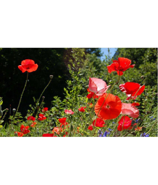 Poppy red flower  50 seeds pack with free cocopeat and user manual