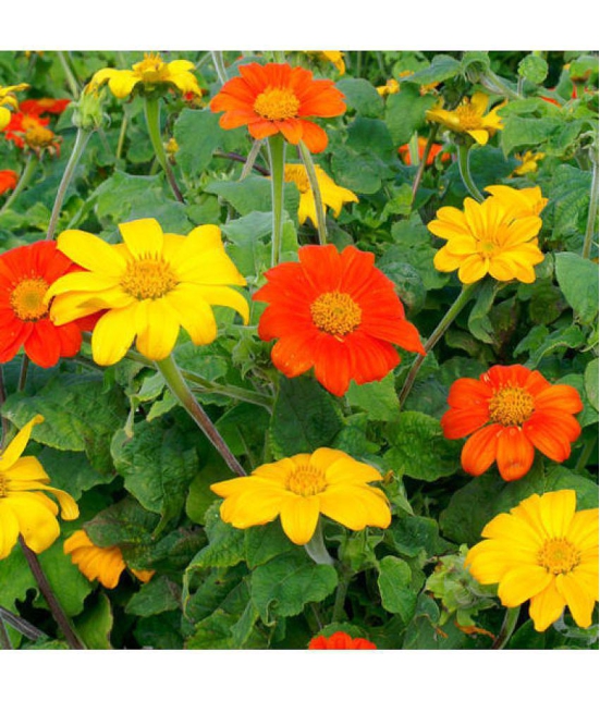 Tithonia mix type flower plant 30 seeds pack with cocopeat and user manual