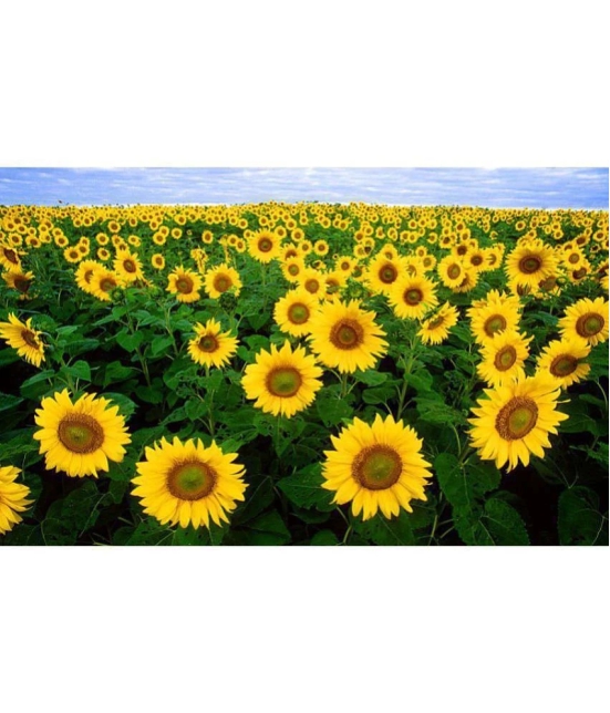 Zonato Sunflower Flower Seeds (pack of 30)