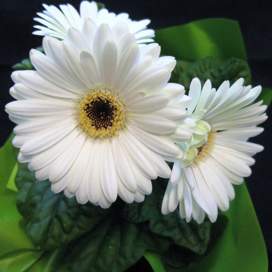 Gerbera  Perennial Flower Plant (white)