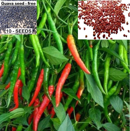 homeagro - Chilli Vegetable ( 50 Seeds )