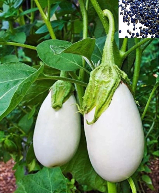 homeagro - Brinjal Vegetable ( 50 Seeds )