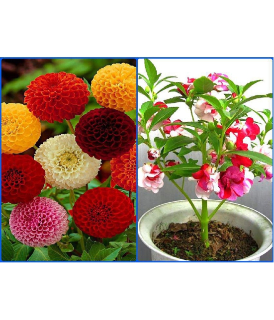 homeagro - Combo of Dahlia Mixed Flower ( 25 Seeds ) and Balsam mix Flower ( 20 seed )