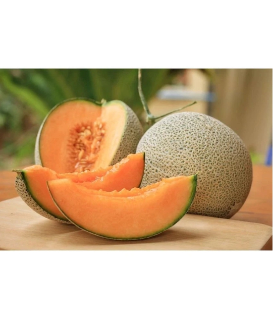 Musk Melon Golden Orange Flesh, Muskmelon Seeds, 30 Kharbuja Seeds