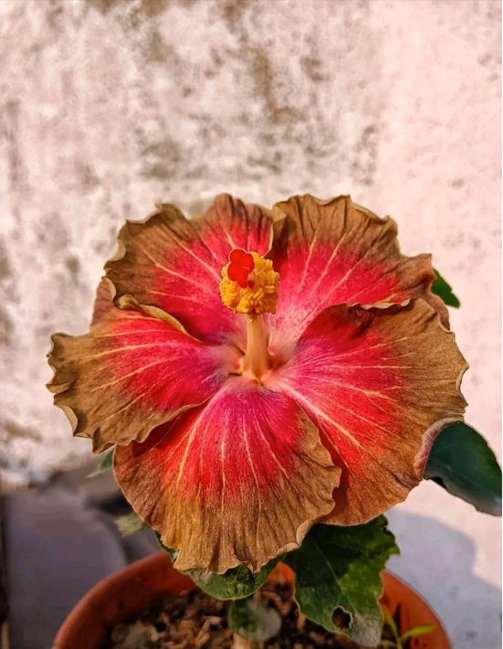 Hybrid American Hibiscus Flower Plant