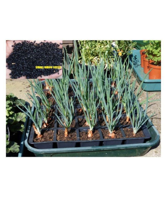 Saraswati Gardens : 250+ Seeds of Hybrid Small Onion High Yield Shallots for Sowing Growing best for Container Pot Growbag Cultures