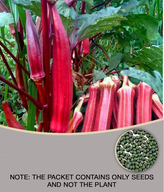 Okra/Bhindi/Lady Finger Vegetable Hybrid Seeds | Pack of 15 seeds