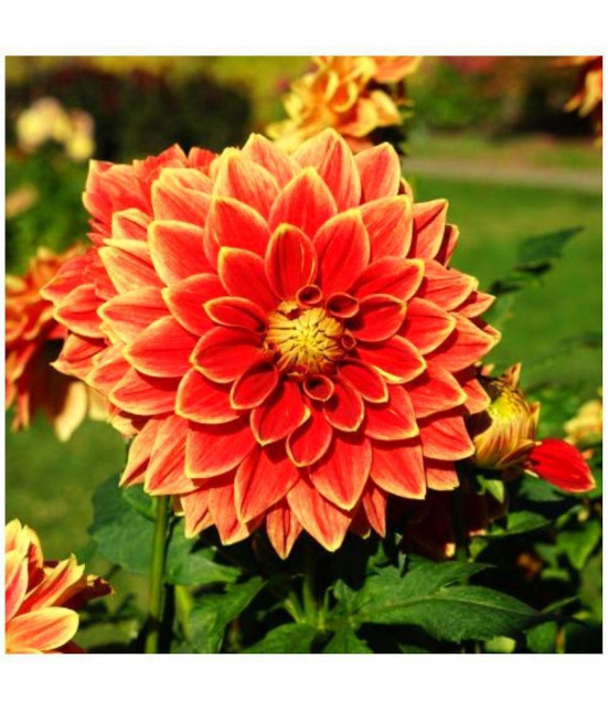 homeagro - Dahlia Mixed Flower ( 25 Seeds )