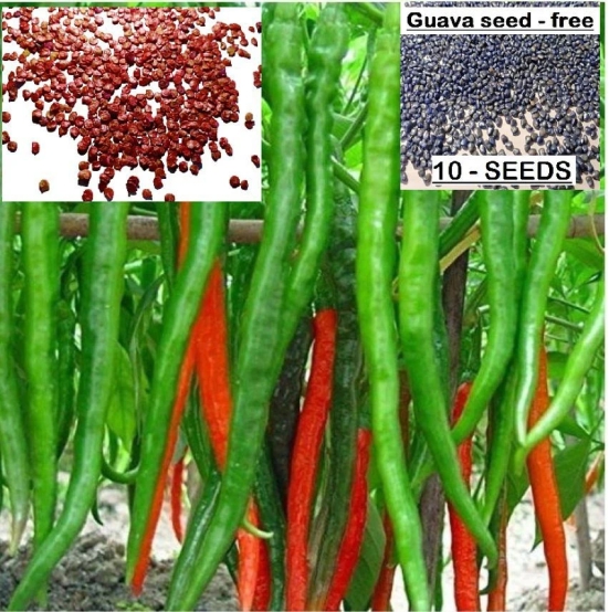 homeagro- Chilli Vegetable Seeds (Pack of 40)