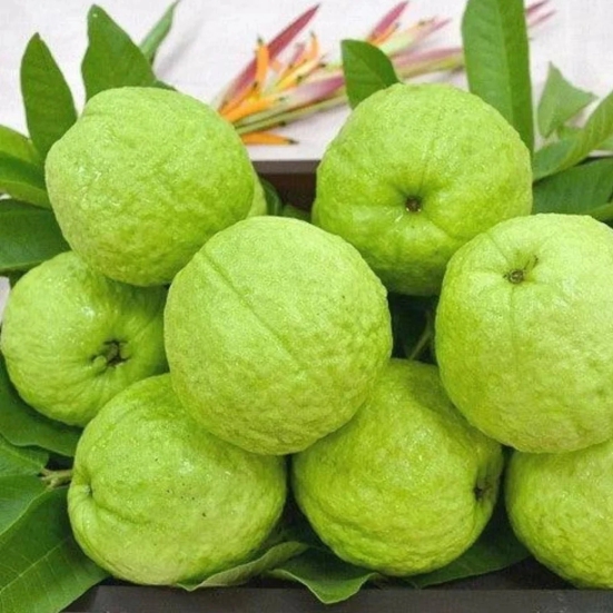 Allahabad Safeeda Guava Fruit  Plant