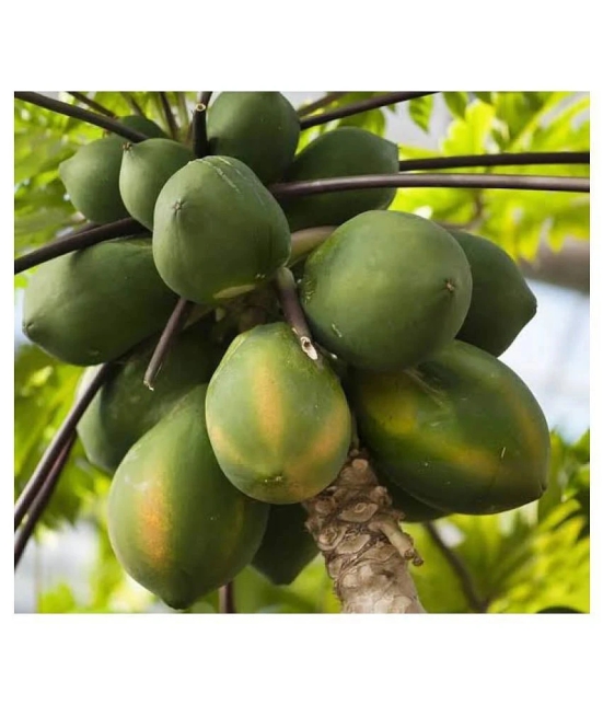 papaya seed - Hybrid quality seed - 50 - HN