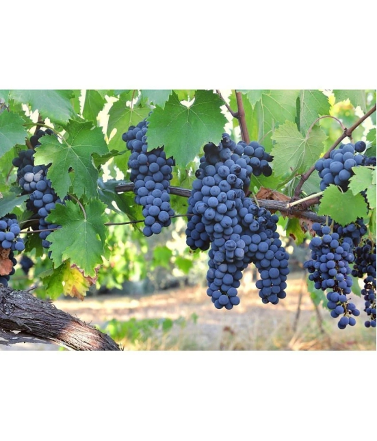 homeagro - Black Grape Fruit ( 20 Seeds )