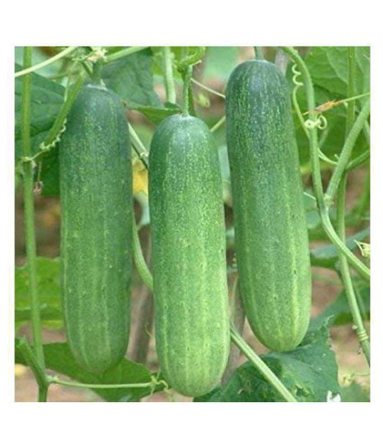 Cucumber Seed