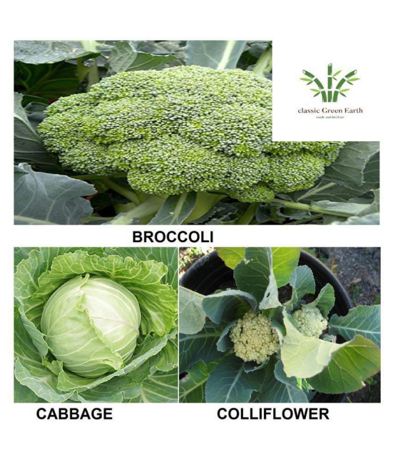 broccoli +cabbage +cauliflower 100+ deesds with growing cocopeatt